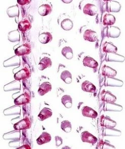 Power Escorts - Penis Extender - Flexibele Gel - Penis Sleeve Roze - 11,8 Cm -Cottelli Collection Shop 253x840 1